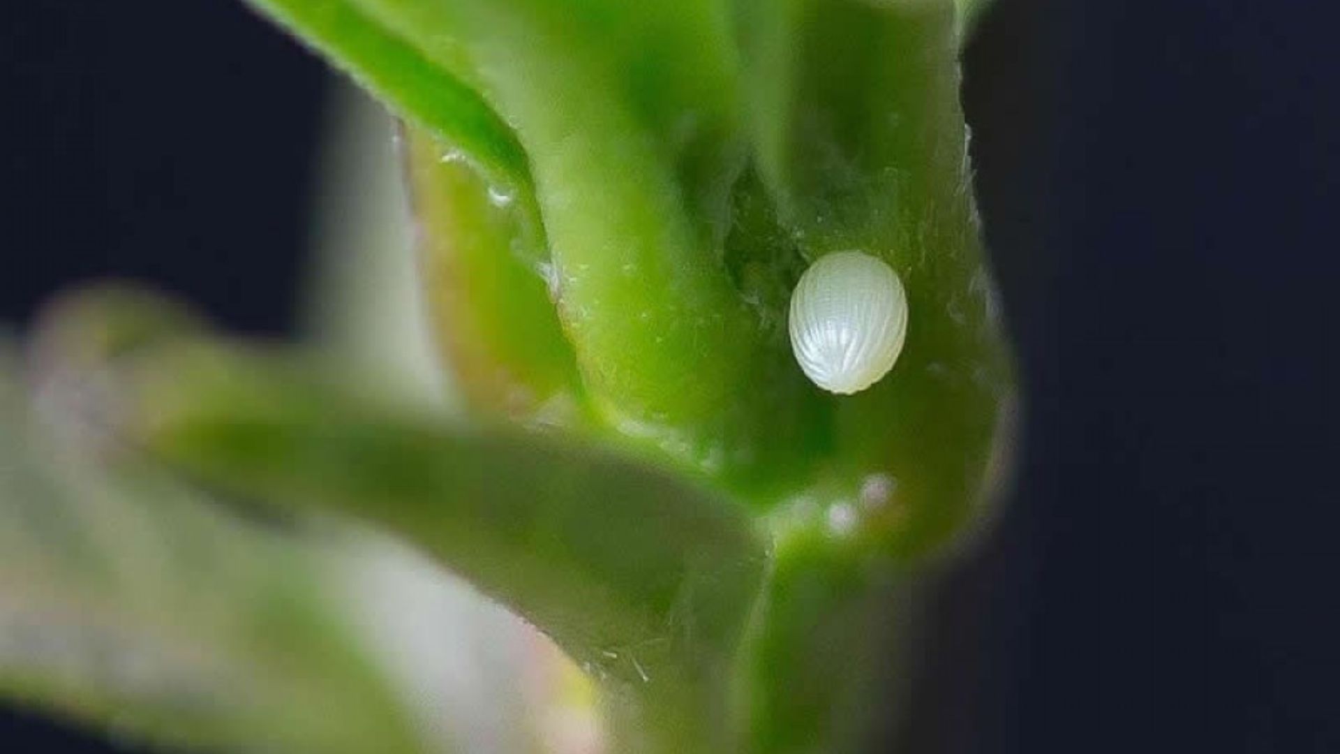Monarch Egg (FIRST Sighted)